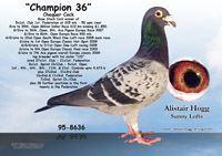 Champion 36