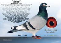 Sebo