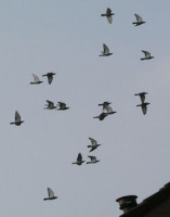 Birds in flight