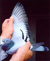 Pigeon