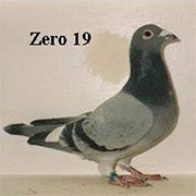Zero 19