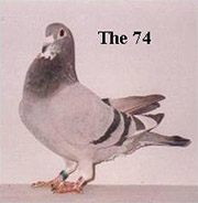 74