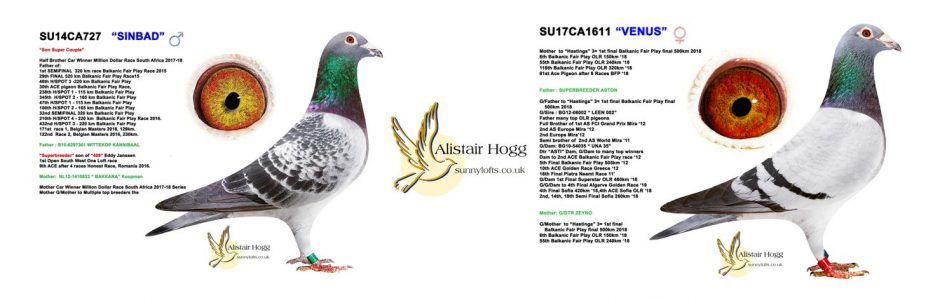 Alistair Hogg Racing Pigeons
