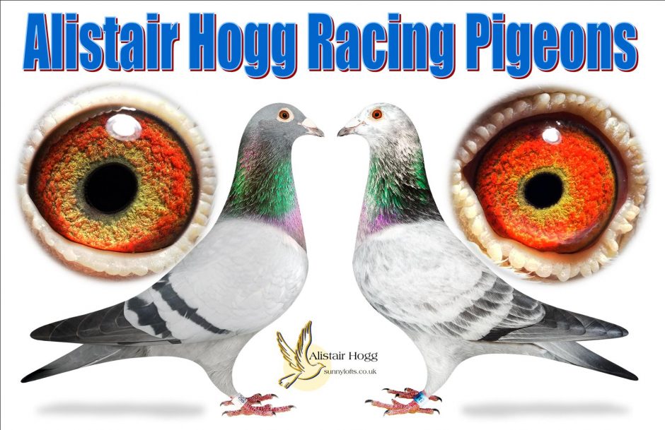 Alistair Hogg Racing Pigeons  